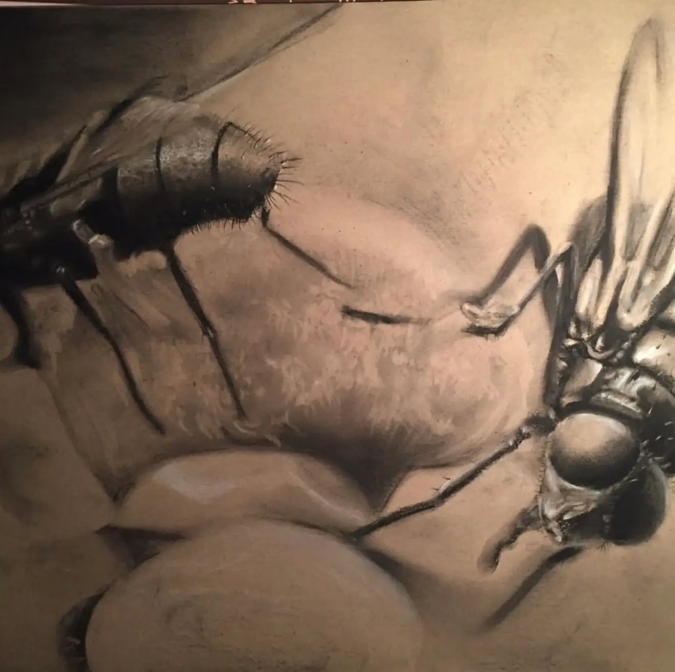 drawing of flies A2 with charcoal