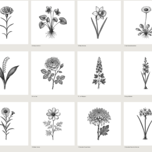 All 12 Birthmonth Flowers in the Set
