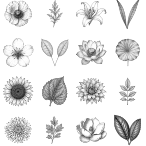 Modular Botanical Flower Set – Body Of Lines