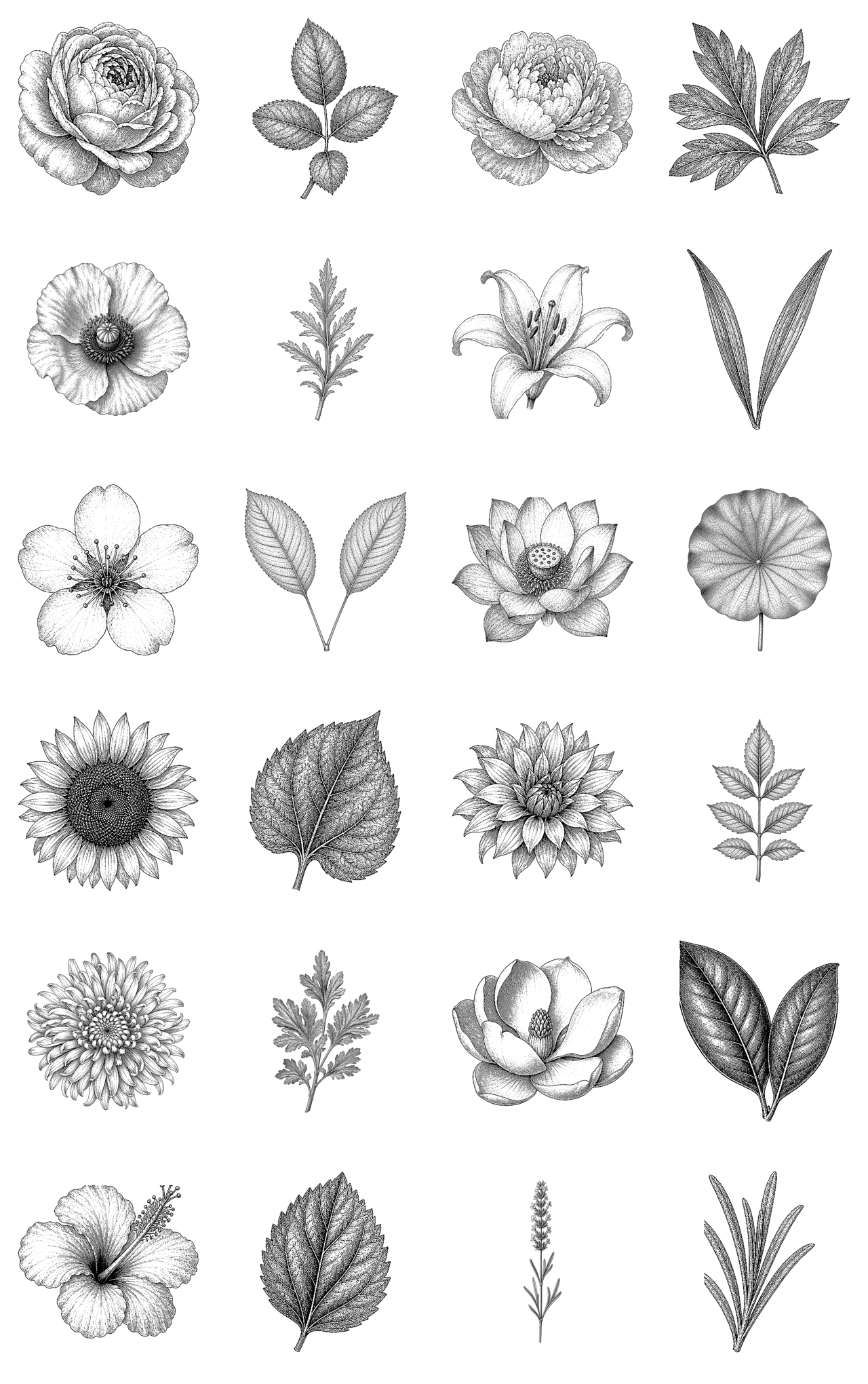 Modular Botanical Flower Set – Body Of Lines